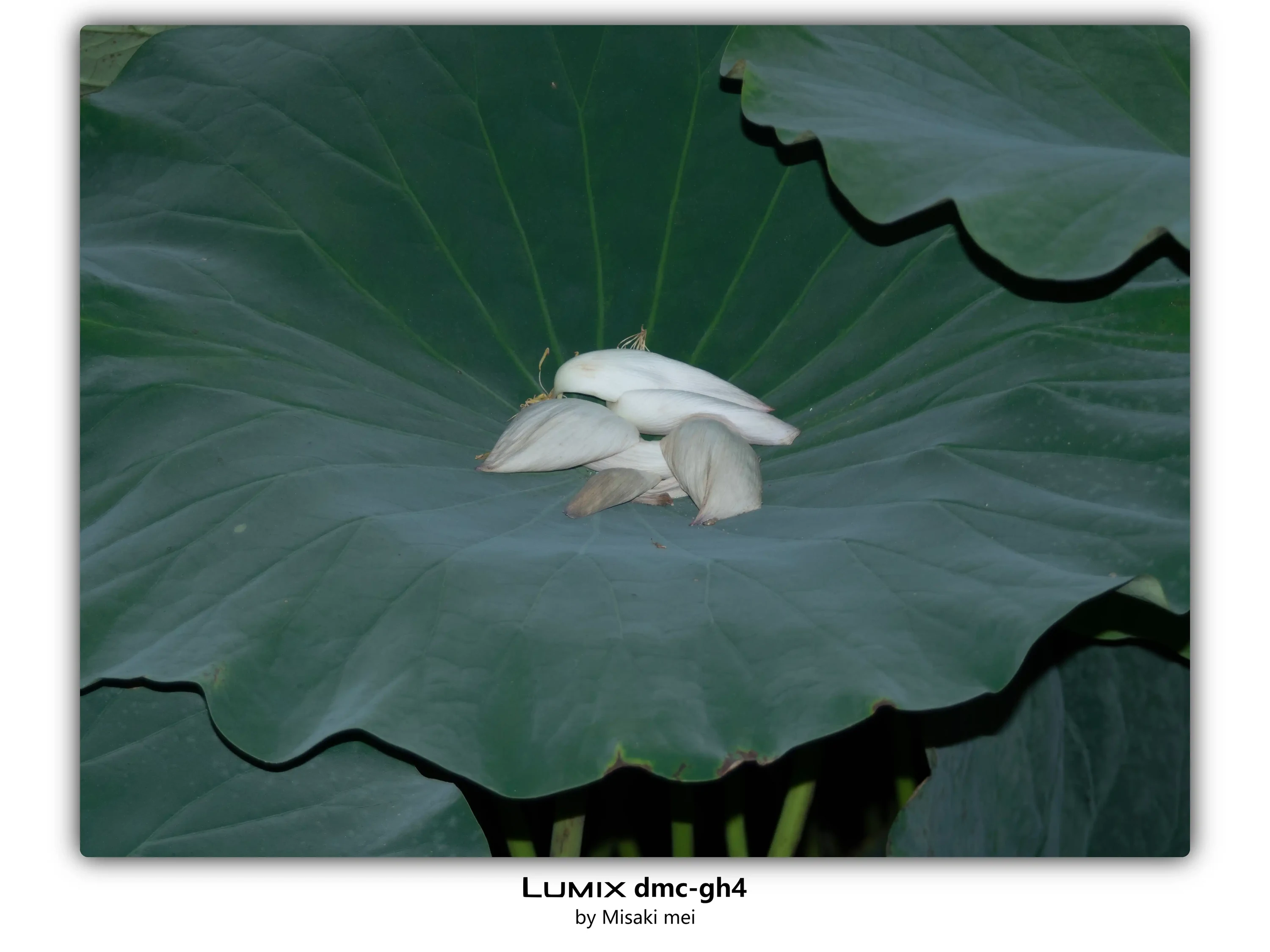 Frames 02 · Lotus Leaves