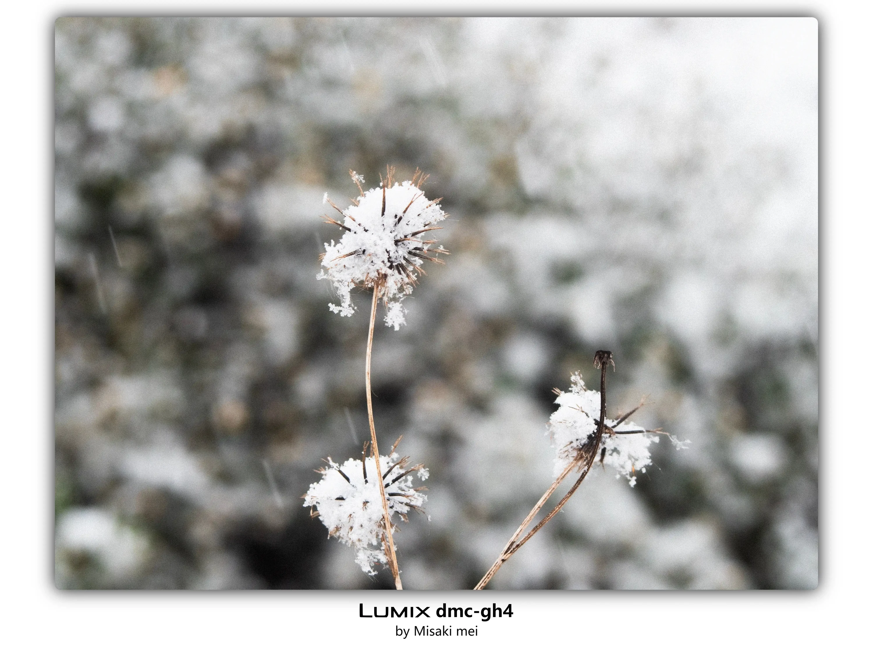 Frames 18 · Snow