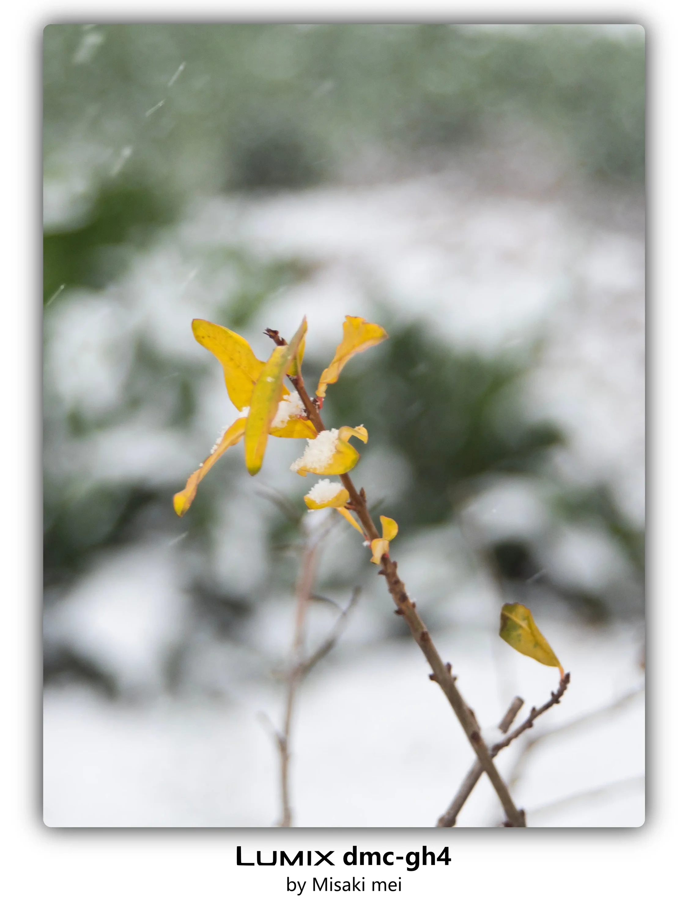 Frames 18 · Snow