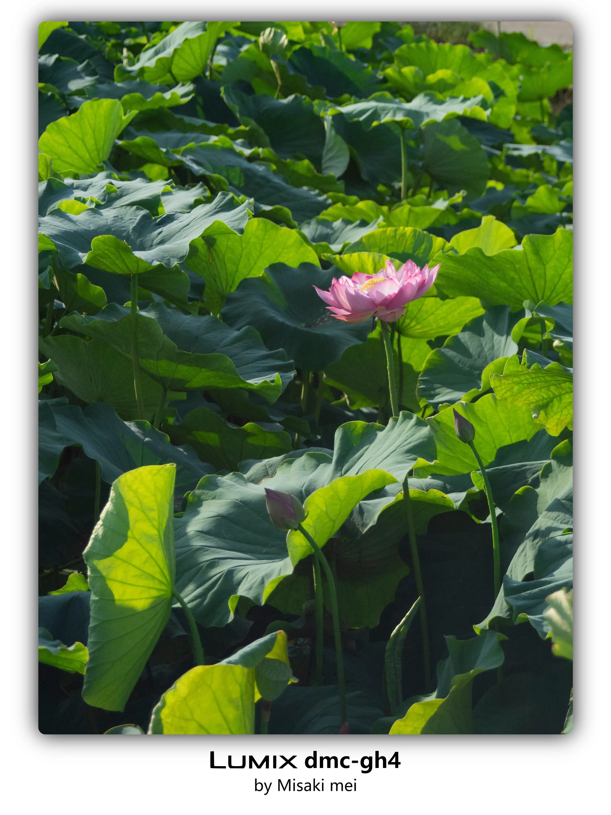 系列 01 · 荷