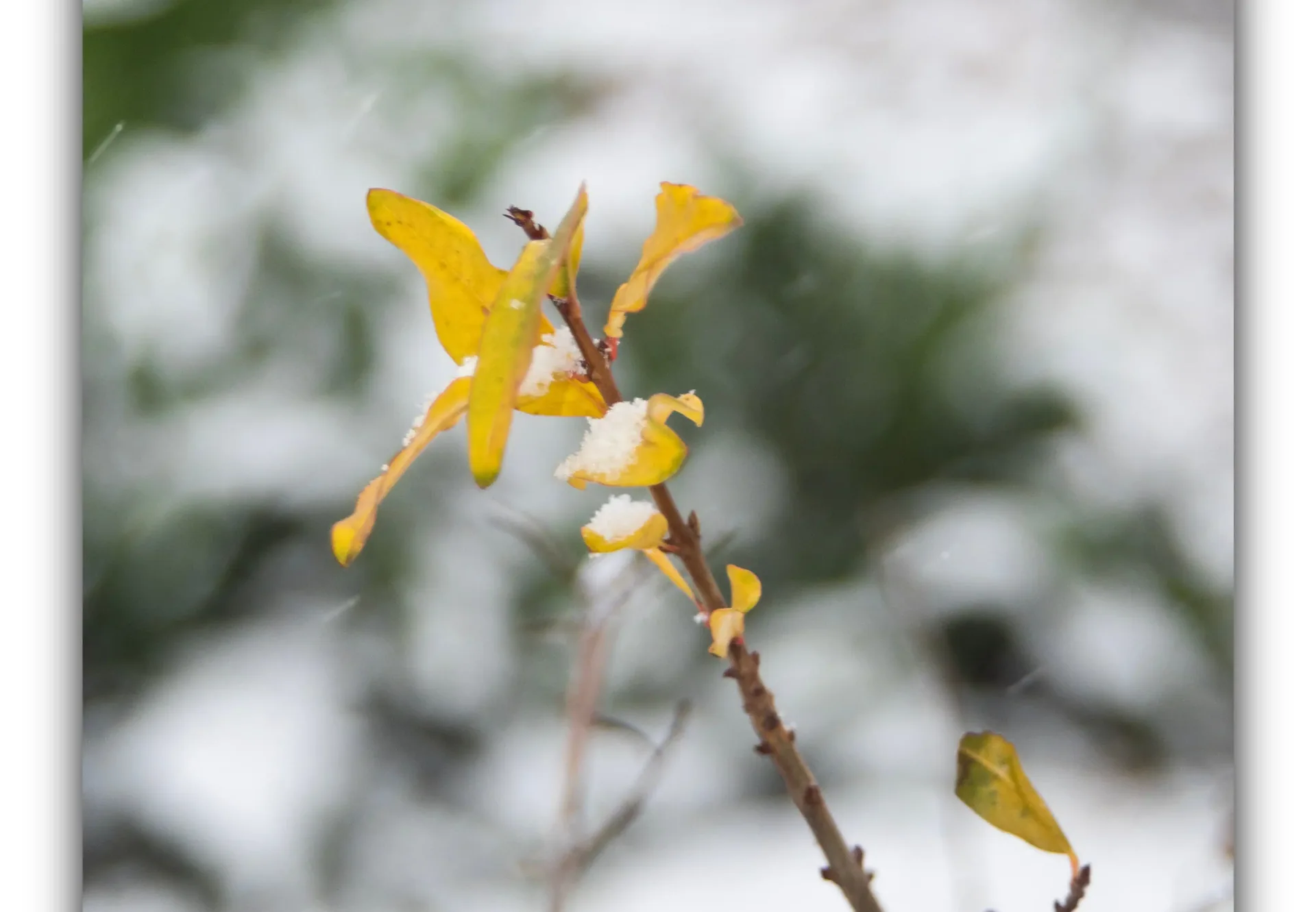 Frames 18 · Snow