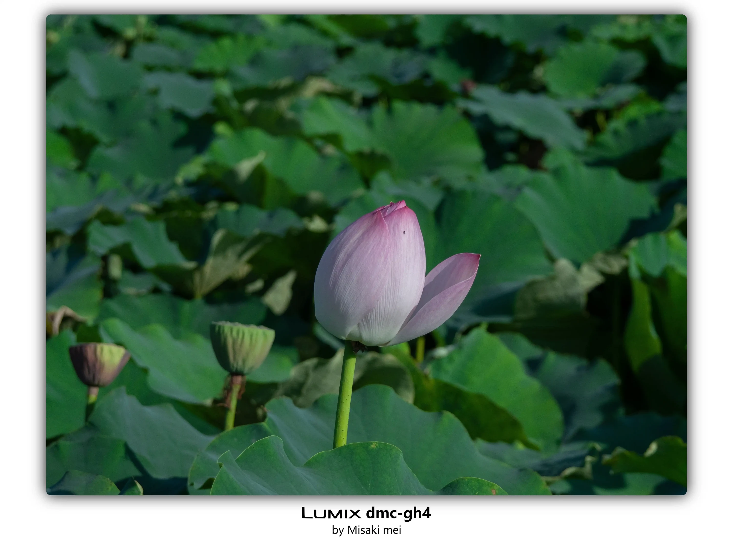 系列 01 · 荷