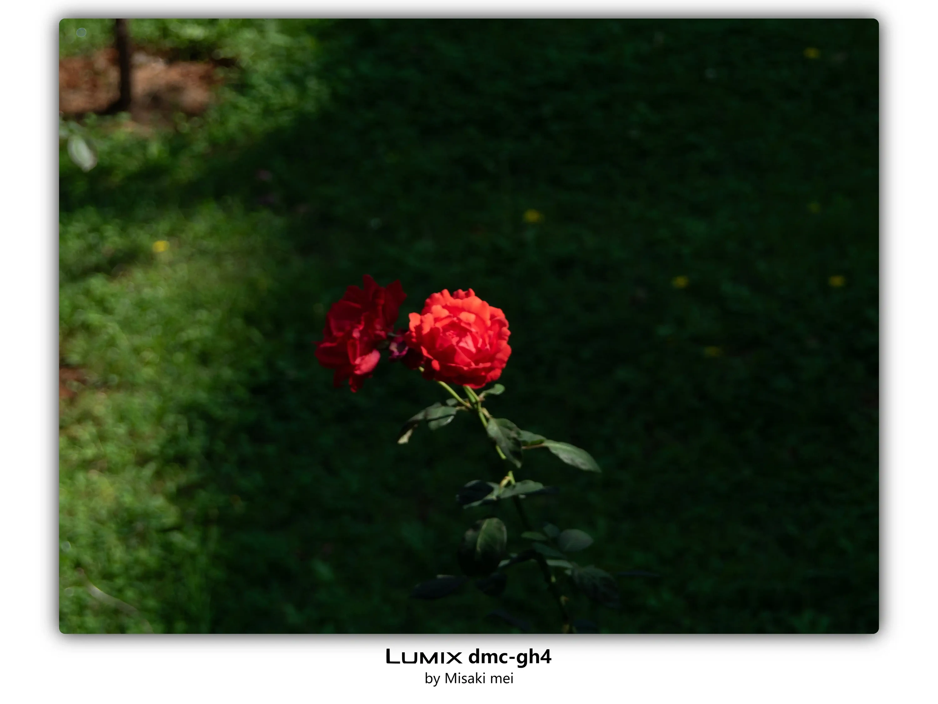 Frames 03 · Roses