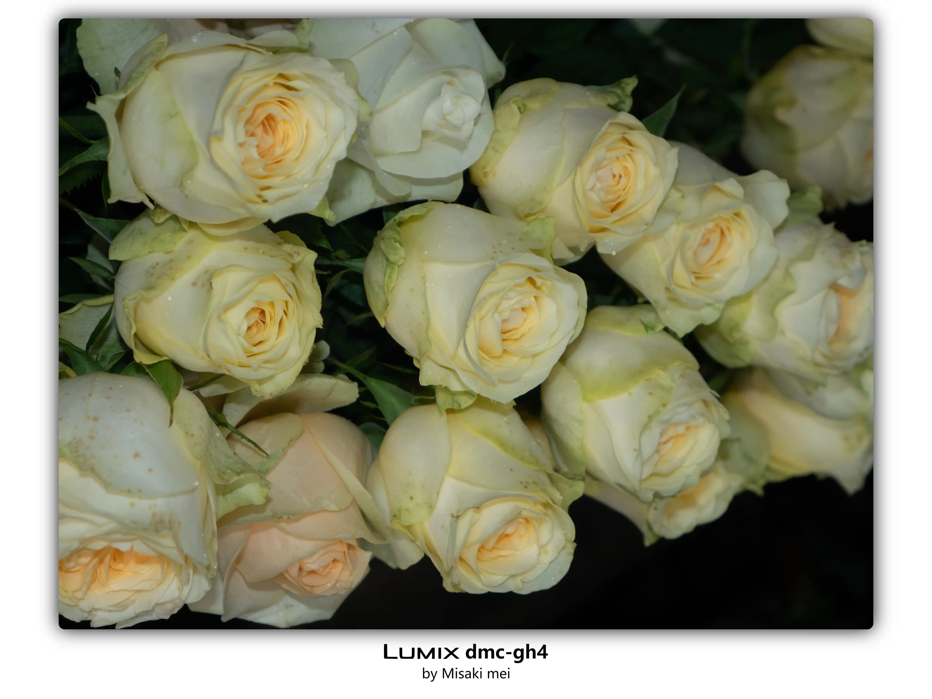 Frames 03 · Roses