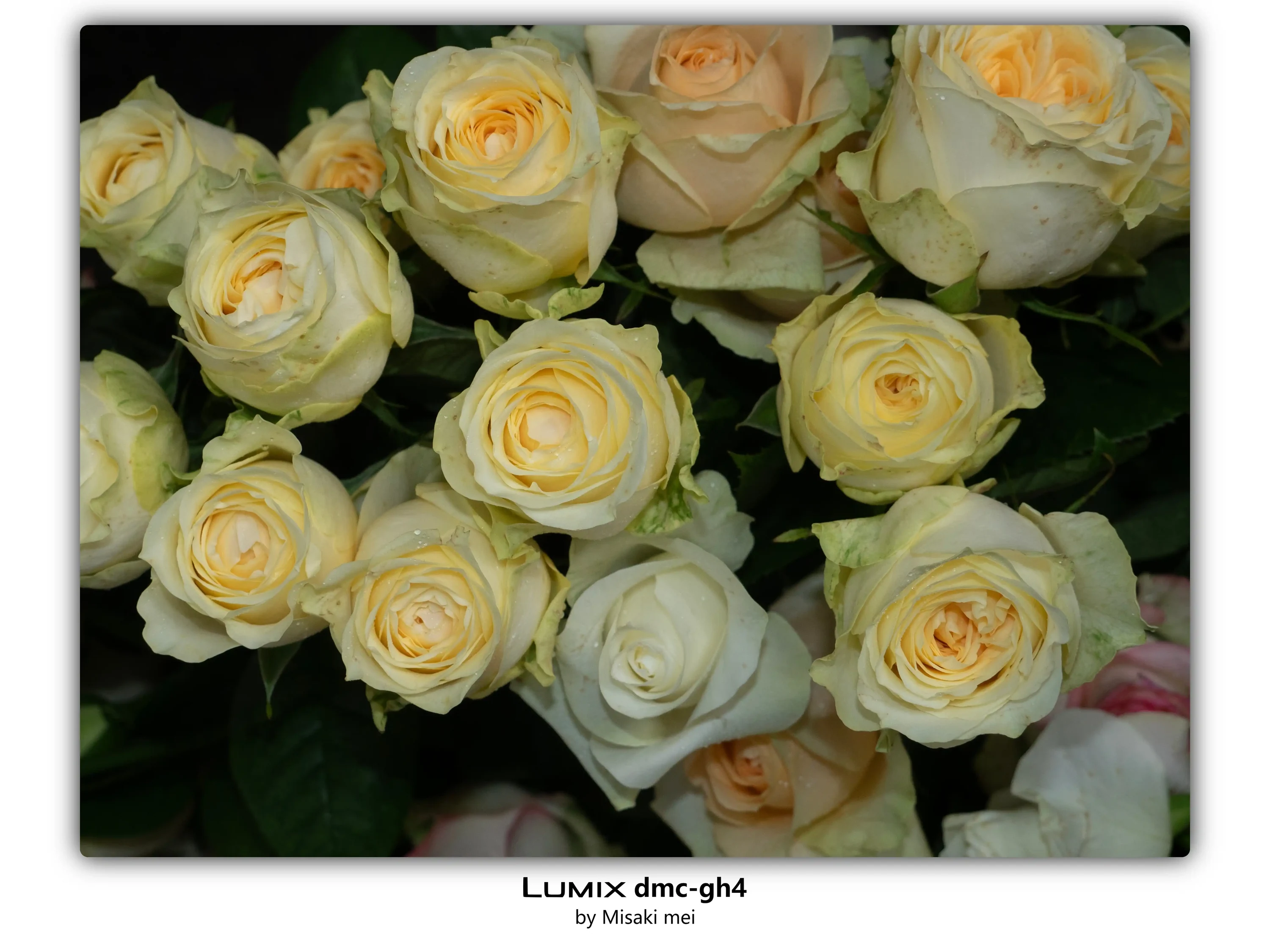 Frames 03 · Roses