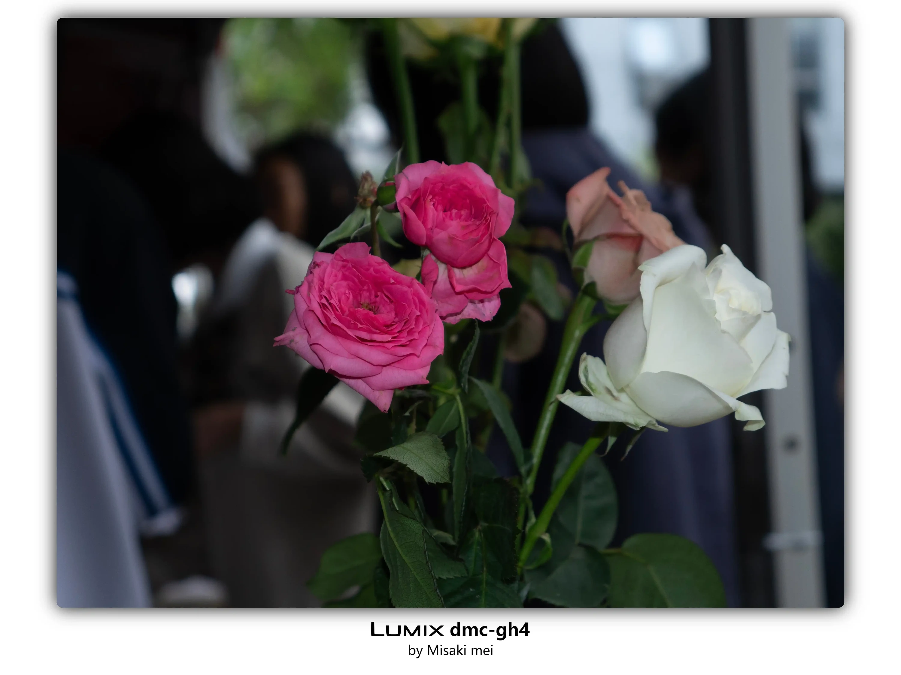 Frames 03 · Roses