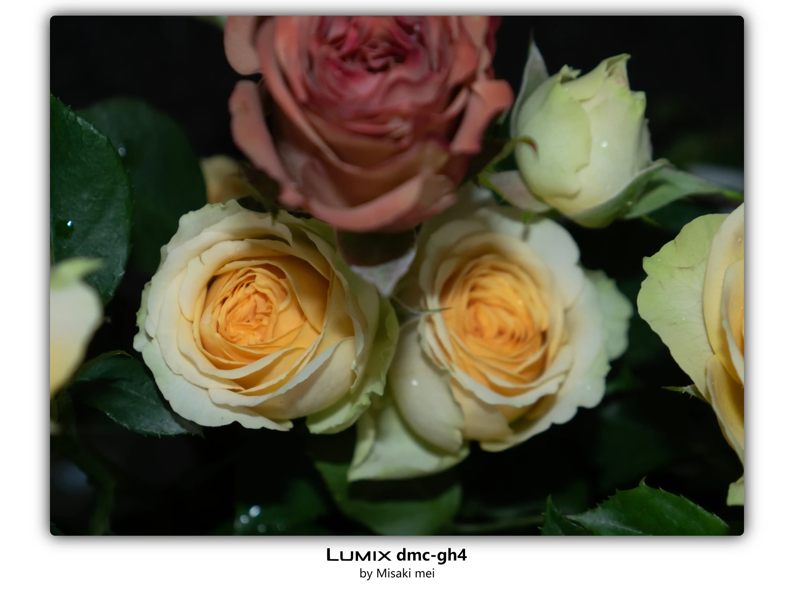 Frames 03 · Roses