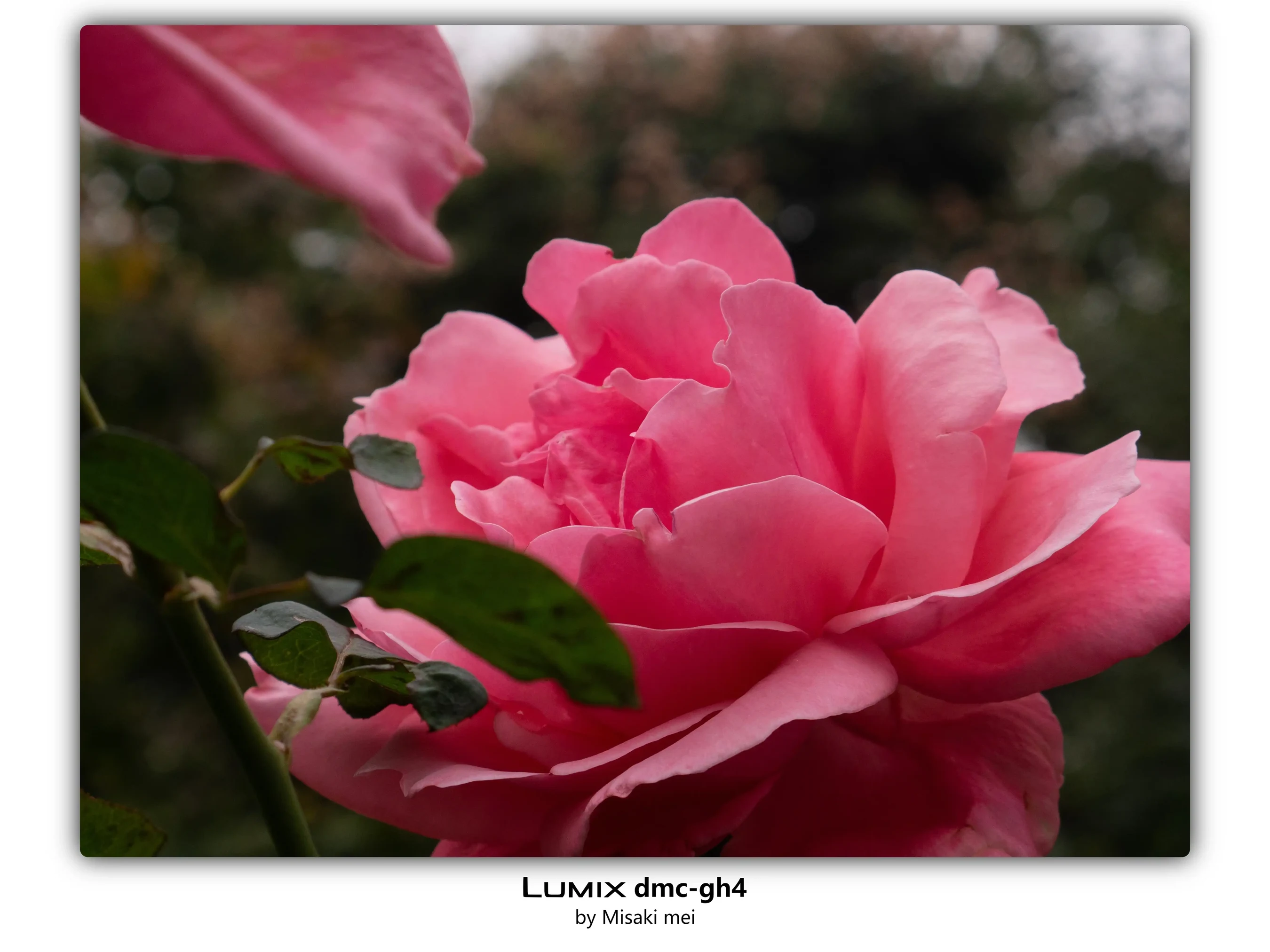 Frames 03 · Roses