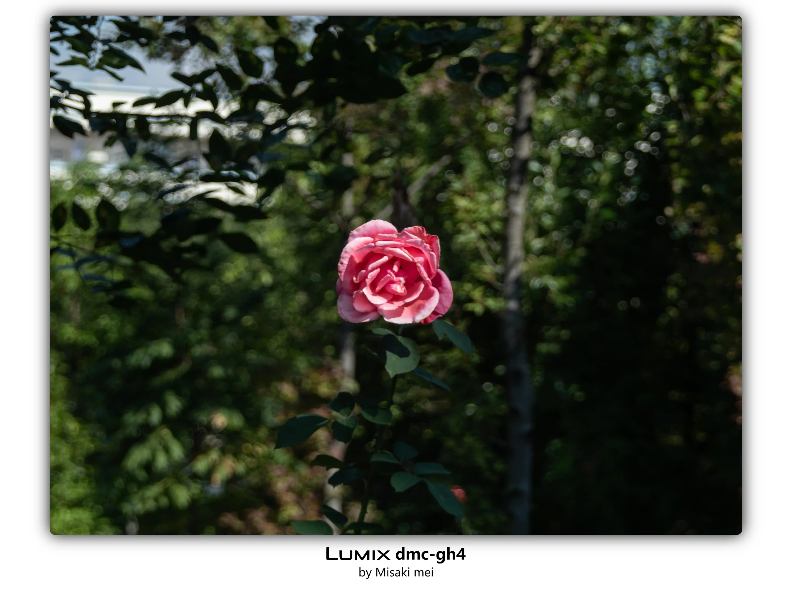 Frames 03 · Roses