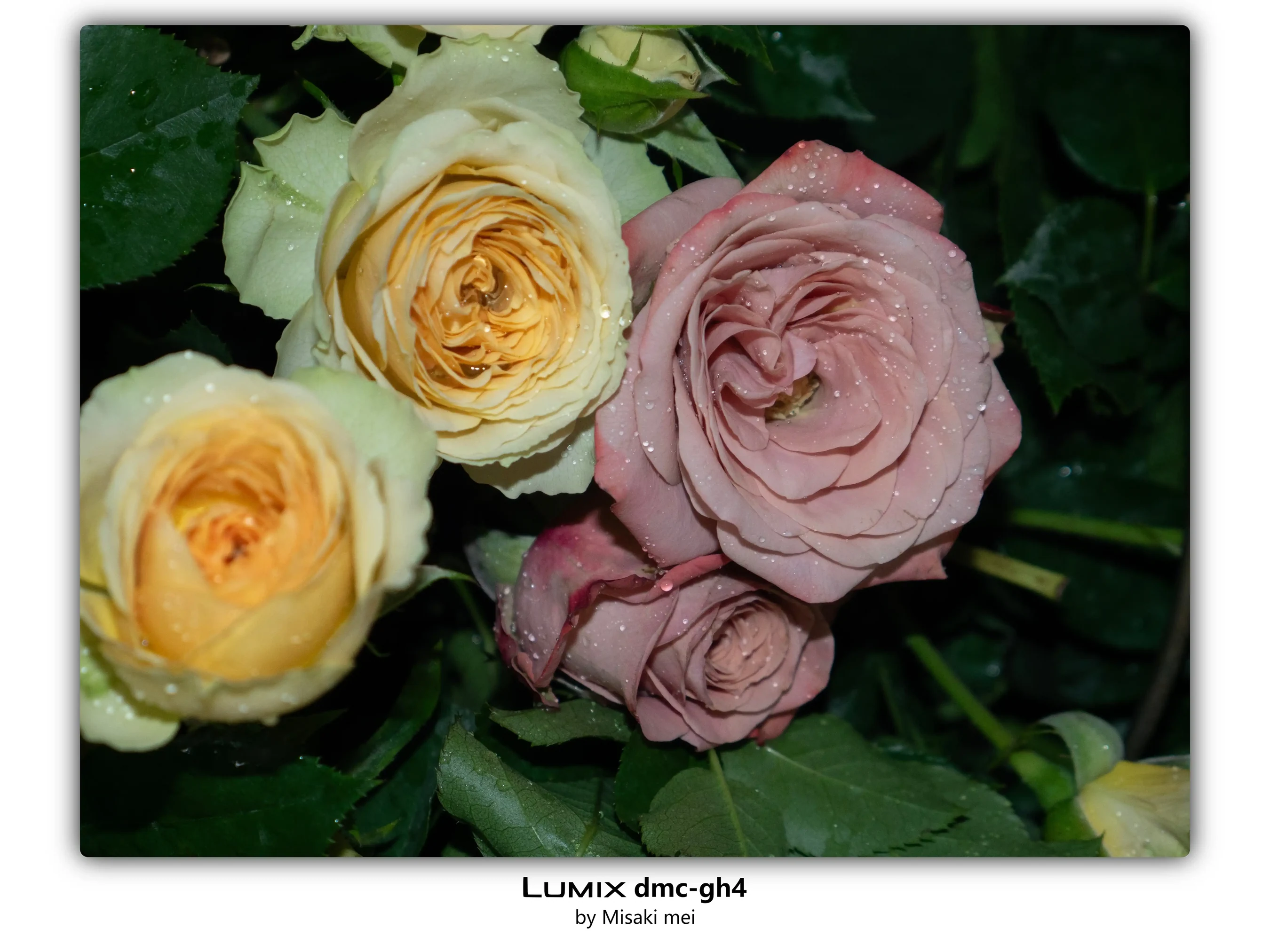 Frames 03 · Roses