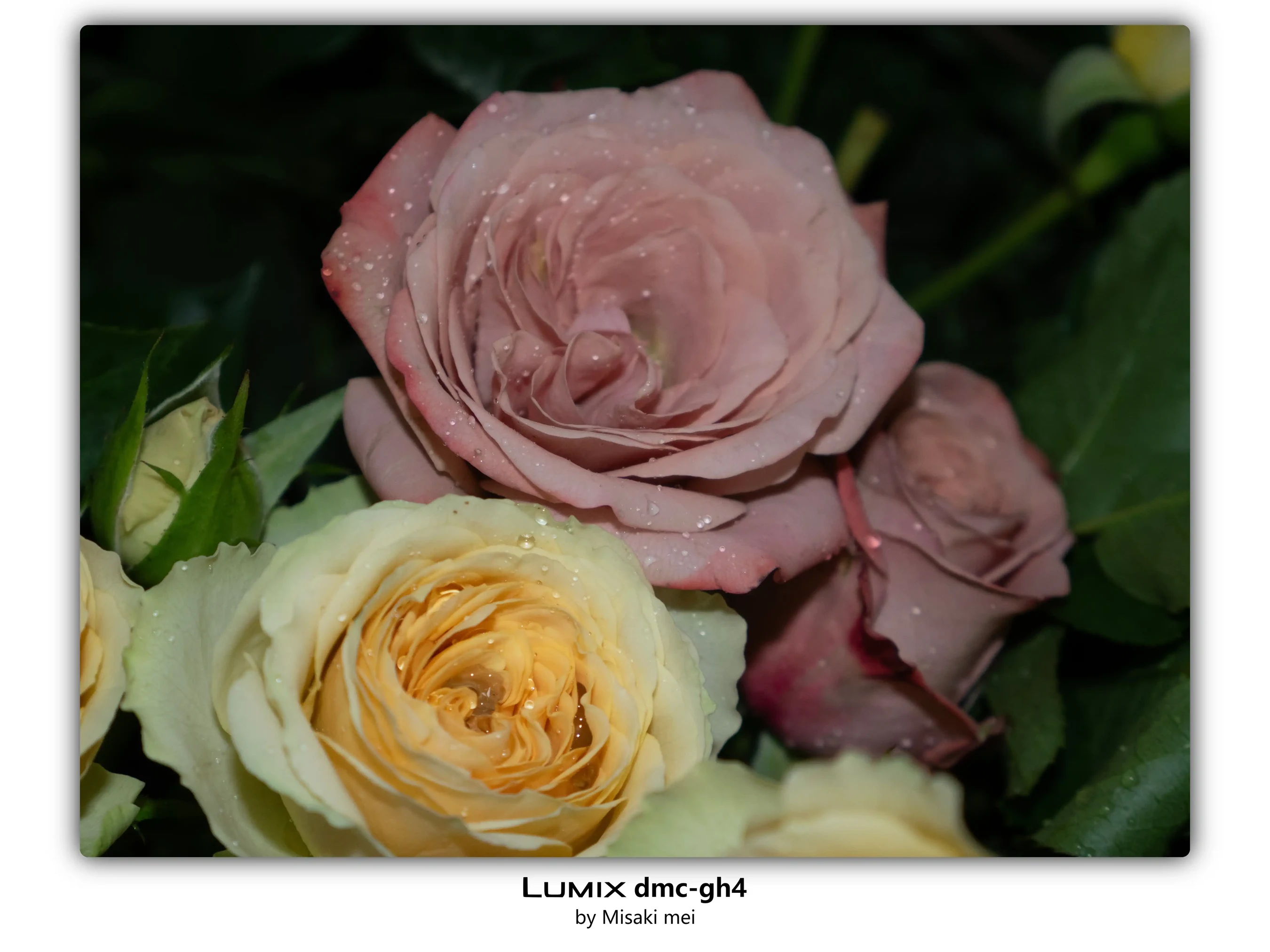 Frames 03 · Roses