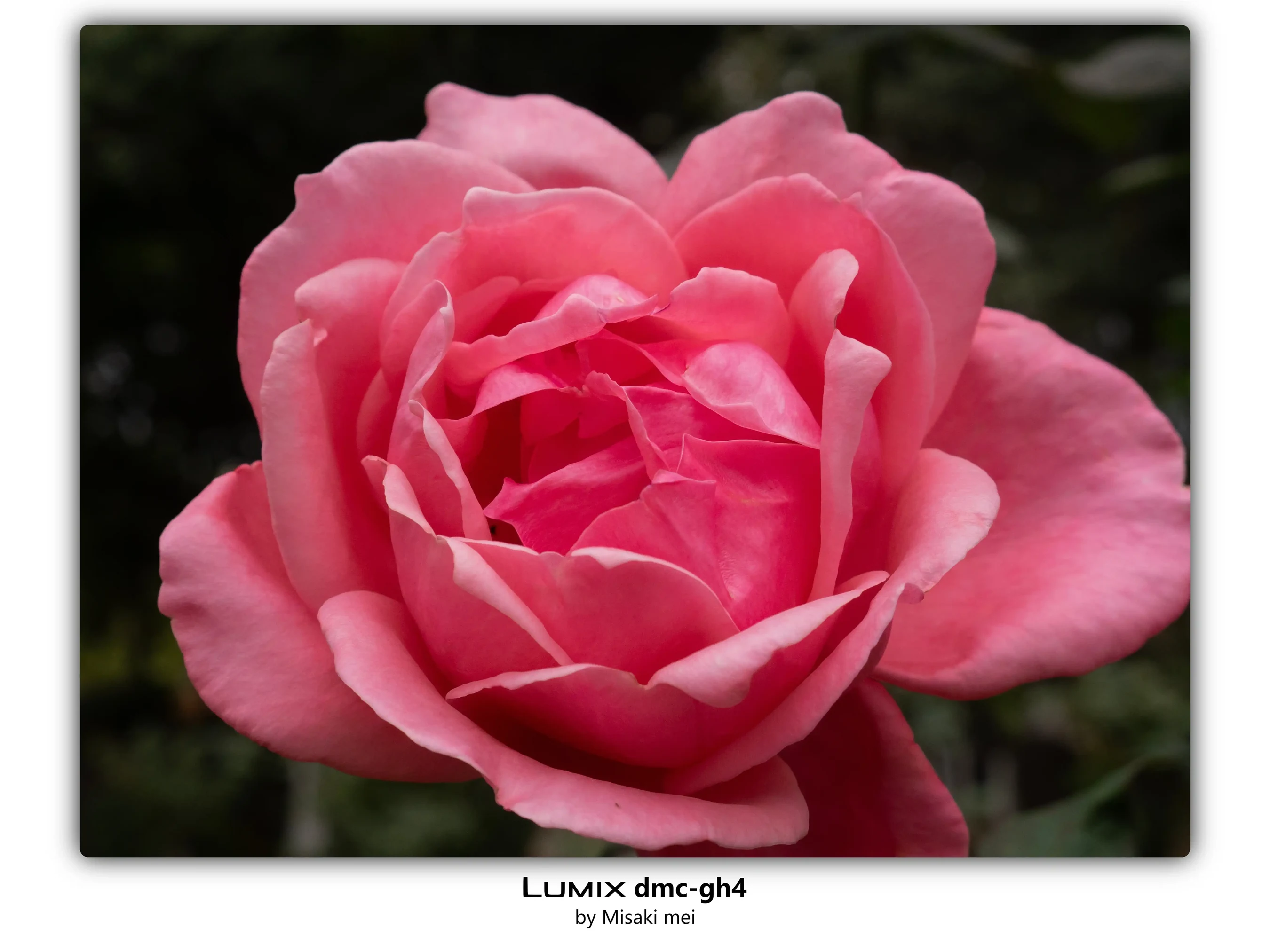 Frames 03 · Roses